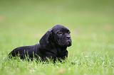 CANE CORSO 1242